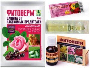 Фітоверм - засіб від попелиці - фото.