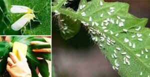 Механічний спосіб від попелиці