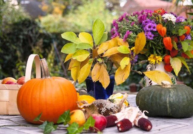 Місячний календар садівника і городника на листопад 2020 року