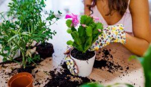 Які роботи виконують в саду і городі в грудні