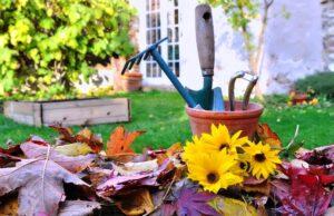 Календар садівника на кожен день листопада 2020 року