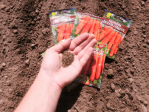 Посадка насінням під зиму