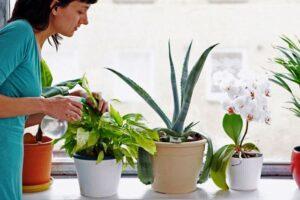 Місячний календар на листопад 2020 року для догляду за домашніми квітами