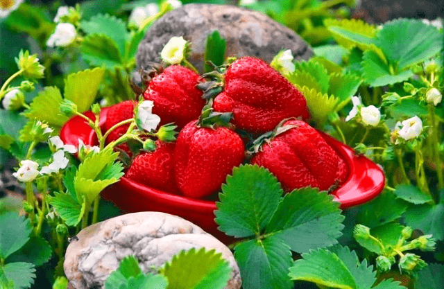 Підживлення полуниці восени для великого врожаю