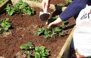 Види добрив для полуниці