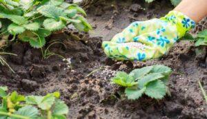 Як підготувати полуницю до зими