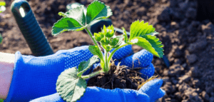 Плюси осінньої висадки полуниці