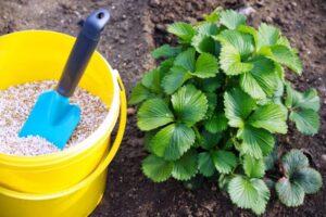 Способи розмноження полуниці