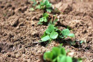 Помилки при посадці полуниці