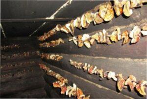 Сушка грибів в печі або лазні фото