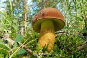 Трубчасті гриби - як сушити на зиму