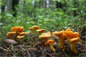 Гриби лисички - як сушити на зиму