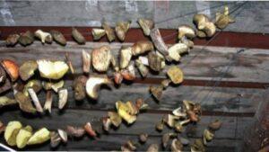 Сушка грибів на свіжому повітрі або сонці - фото