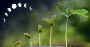 Коли садити розсаду в 2022 році за місячним календарем