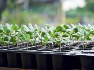 Сприятливі дні посіву розсади в 2022 році - фото.