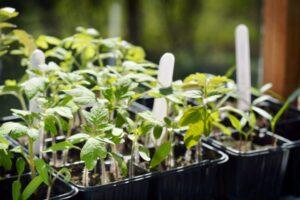 Як виростити розсаду овочів