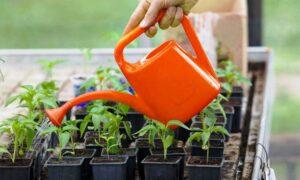 Полив розсади овочів - фото.