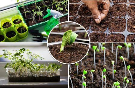 Коли сіяти та садити насіння на розсаду у 2022 році