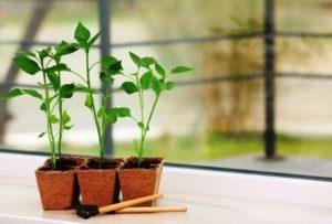 Сприятливі дні для посіву перцю в лютому 2022 року