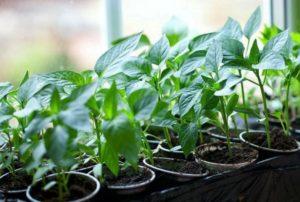 Підживлення грунту перцю