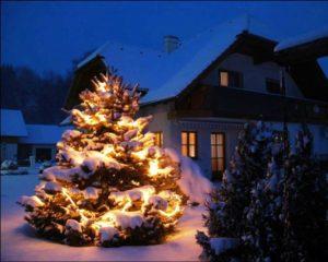 Прикрашені ялинки на новий рік