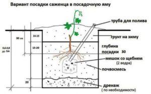 Як садити виноград восени - фото.