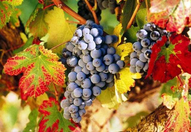 Обрізка винограду восени для початківців: посадка і догляд