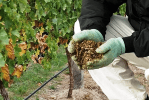 Осіння обрізка винограду