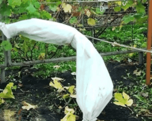 Укриття винограду на зиму