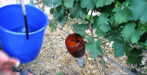 Передзимовий полив винограду - фото.