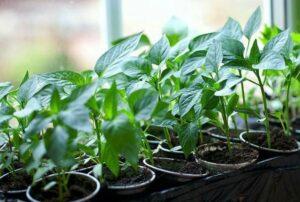 Болгарський перець на розсаду