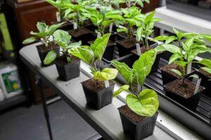 Баклажани на розсаду