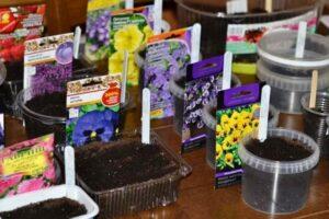 Які квіти садити на розсаду в січні 2022 року