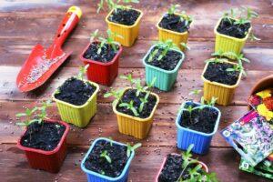 Сприятливі дні посіву насіння на розсаду в січні 2022 року