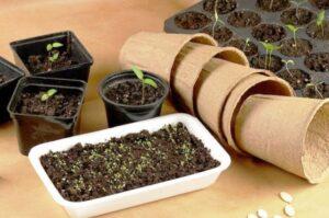 Сприятливі дні садових робіт в січні 2022 року