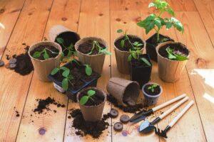 Прикмети садівника і городника на січень