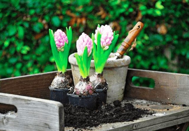 Коли сіяти та садити гіацинти у 2022 році: терміни посадки та сприятливі дні Коли сіяти та садити гіацинти у 2022 році: терміни посадки