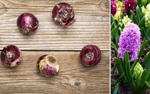 Як вибрати і підготувати цибулини