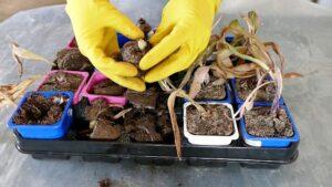 Сприятливі дні для посадки гіацинтів в 2022 році за місячним календарем