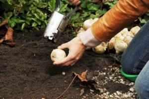 Посадка гіацинтів у відкритий грунт