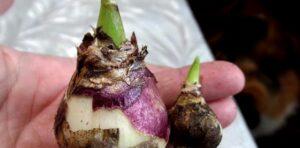 Як розмножити гіацинти в домашніх умовах