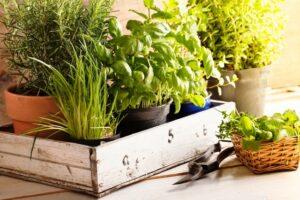 Підготовка ґрунту до вирощування