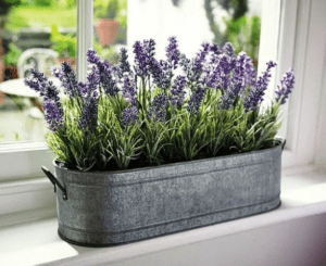 Шавлія вирощування вдома