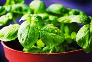 Вирощування базиліку в домашніх умовах