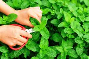 М'ята - вирощування вдома