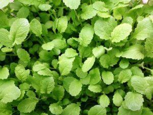 Вирощування листової гірчиці