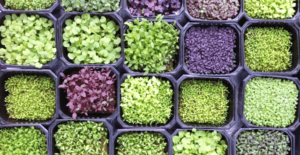 Правила вирощування та догляду за прованськими травами в домашніх умовах