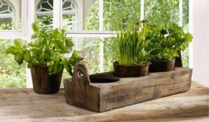 Вибір підходящої ємності для вирощування трав