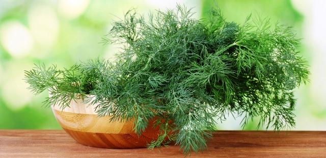 Кріп - вирощування вдома