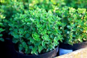 Майоран - вирощування вдома